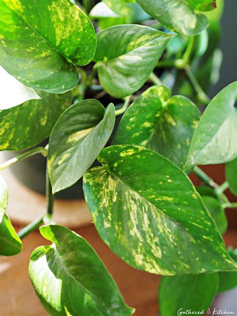 How To Care For And Propagate Indoor Pothos Plants Gathered In The