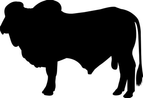 Brahman Cow Images Clipart
