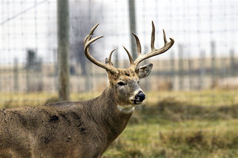 List Of The Top 10 Big Buck States In America In 2024