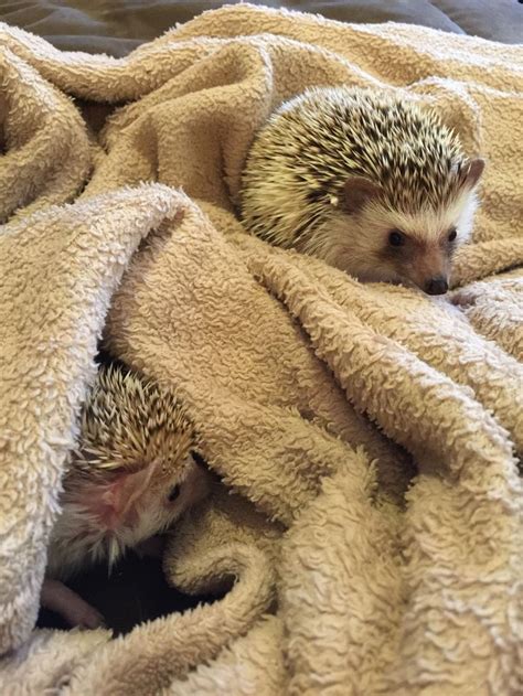 Meet Sonic And Luna The Hedgehogs At The Redman Zoo Hedgehogs