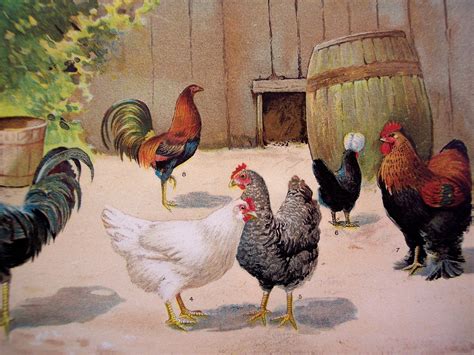Vintage Farm Animal Prints 1911 Chickens Print Antique Framable