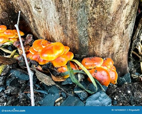 Inedible Orange Mushrooms Growing Under A Tree Stock Image Image Of