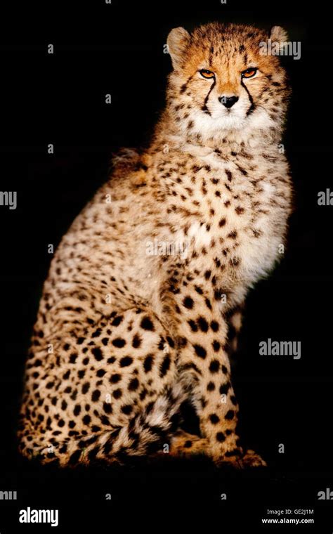 Cheetah Side View Hi Res Stock Photography And Images Alamy
