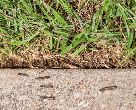 Identify And Treat Armyworms And Sod Webworms NG Turf