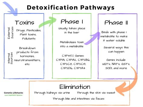 Detoxification Phase I And Phase Ii Detox Genes Genetic Lifehacks