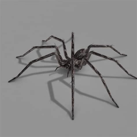 Every day new 3d models from all over the world. Spider model - TurboSquid 578032