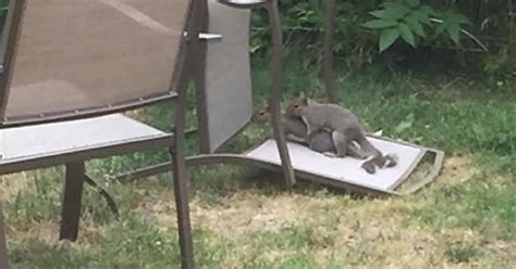 Just A Couple Squirrels Having Sex On The Lawn Furniture Imgur