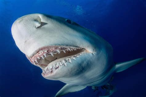 How Many Teeth Do Sharks Have Explained