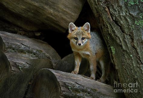 Gray Fox Den Photograph By Gary W Griffen Fine Art America