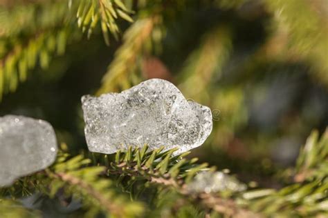 Ice Crystal On Fir Branch Stock Image Image Of Abstract 80614029