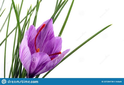Saffron Crocus Flower With Red Stigmas Isolated On A White Stock Photo