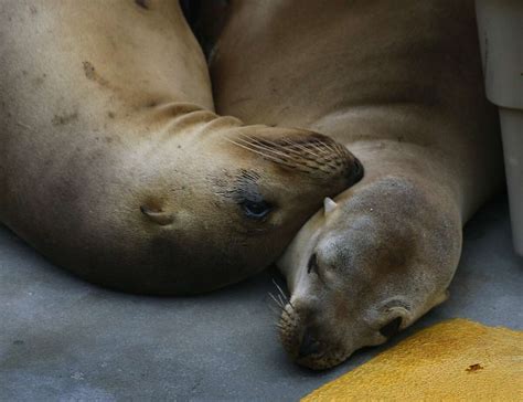 Marine Mammal Center Returns Healed Sea Lions Home