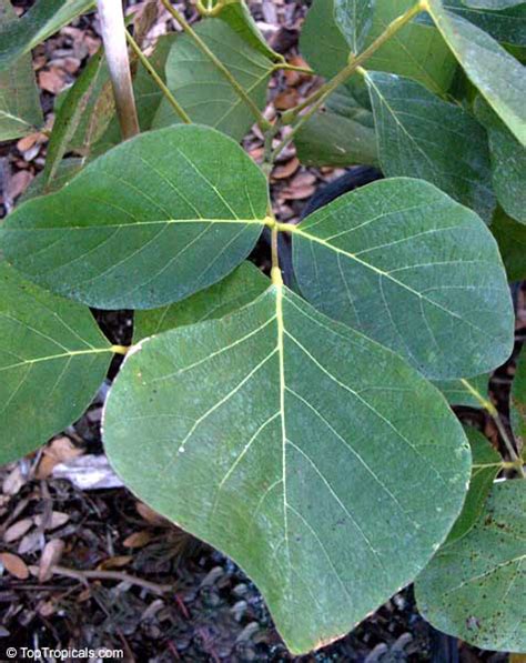 Palash Tree Leaves