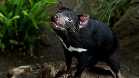 Tasmanian Devils Evolving Genetic Resistance To Cancer Threatening