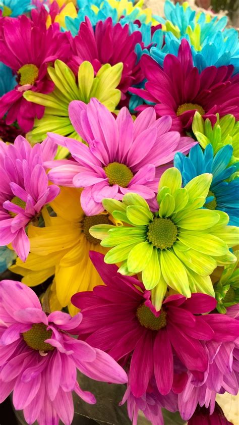 Rainbow Flower Wallpapers 64 Background Pictures