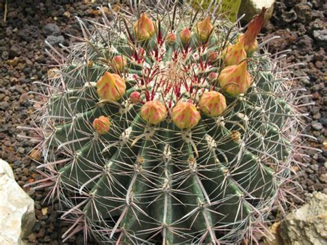 Ferocactus Wislizeni Arizona Barrel Cactus World Of Flowering Plants