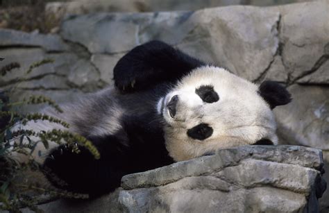 Panda Bear Free Stock Photo Public Domain Pictures