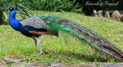 Naturaleza Tropical El Pavo Real Pavo Cristatus