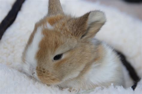 Mini lops grow twice the size! Holland Lop Rabbits For Sale | Riverside, CA #280210