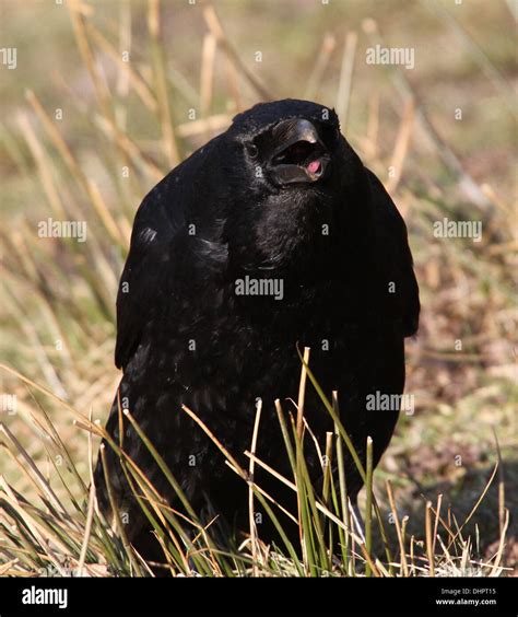 Detailed Close Up Of A Black Carrion Crow Corvus Corone Cawing Stock Photo Alamy
