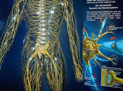 Einleitung das vegetative nervensystem (vns) ist phylogenetisch älter als das zentrale. Atelier Hofmann - Gläserne Menschen