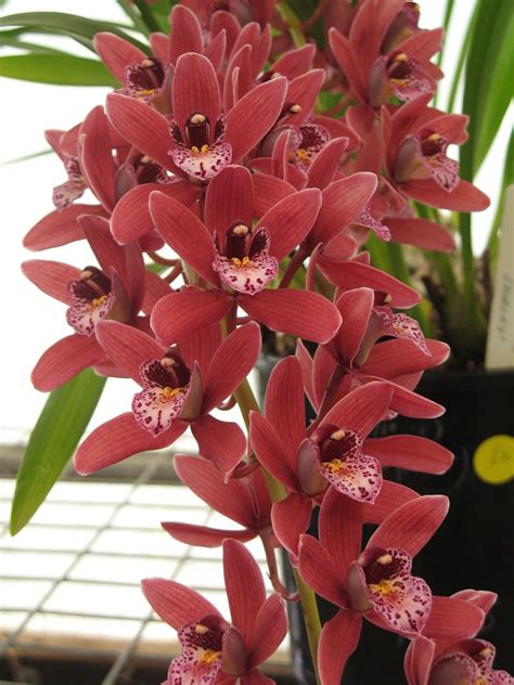 Cymbidium Nancy Maxwell ‘shirley’ Cascading Stems Orchids Orchid Varieties Flower Spike