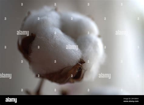 Growplants Hi Res Stock Photography And Images Alamy