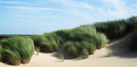 Sand Dunes Marram Grass Free Stock Photo Public Domain Pictures