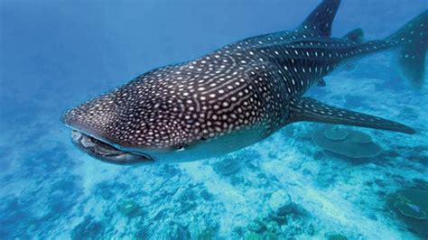La carcassa della balena è stata trasportata dal porto turistico di marina piccola a sorrento al molo san vincenzo di napoli, dove si terrà l'autopsia per poi procedere alla musealizzazione "Lo squalo balena può vivere più di 50 anni" - la Repubblica