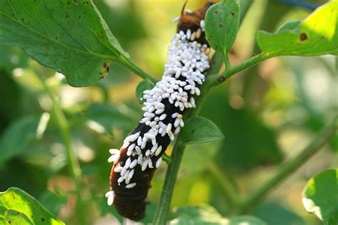 When the eggs hatch into larvae, the caterpillar will be eaten. How Braconid Wasps Infect and Kill Hornworms