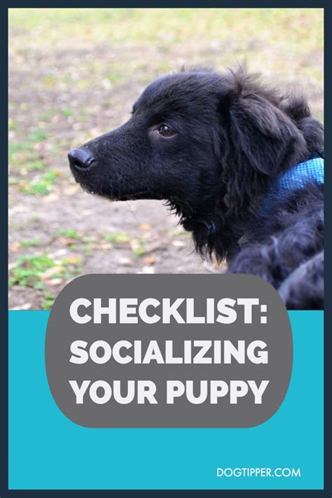 If either dog demonstrates growling, bared teeth, or assumes an attack position (lowered head, ears pointed back, bent forelegs, hair raised slightly on. Checklist: Socializing Your Older Rescue Puppy | Rescue ...