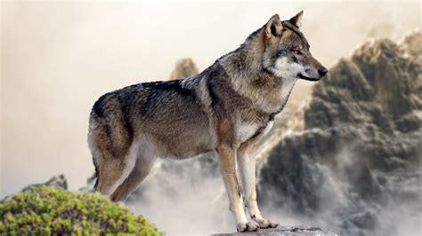 Only the best from the web. Wallpaper wolf, mountain, 4k, Animals Wallpaper Download ...