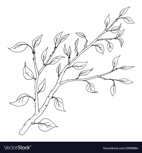 Tree Branch With Leaves Royalty Free Vector Image
