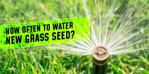 How Often To Water New Grass Seed When To Water New Grass Seed Bird