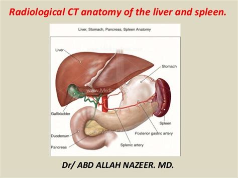 presentation2 radiological anatomy of the liver and spleen