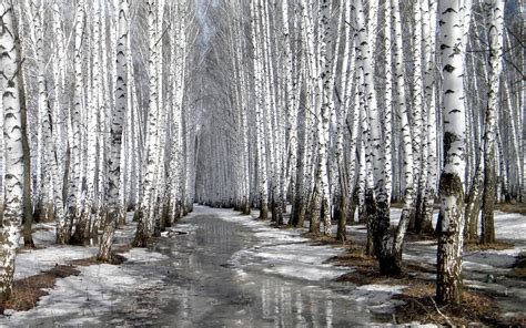壁纸 阳光 树木 森林 性质 雪 冬季 科 冰 霜 云杉 冷冻 桦木 秋季 天气 厂 季节 林地 树林