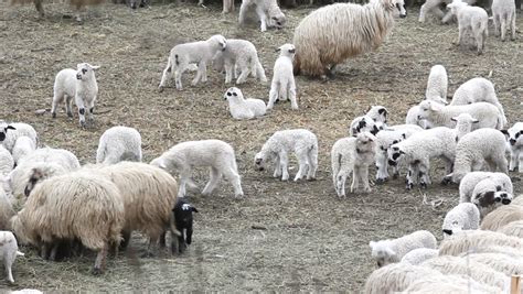 Herd Of Baby Lambs And Sheep Feeding Together Stock Footage Video