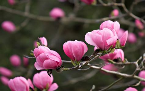 Wonderful Pink Magnolia Flowers
