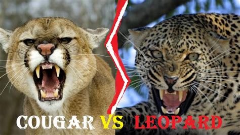 Is A Puma Bigger Than A Leopard Peepsburghcom