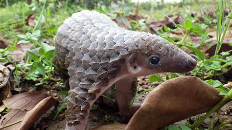 We did not find results for: Baby Pangolins Are Adorable Ant Eaters | Baby Animal Zoo