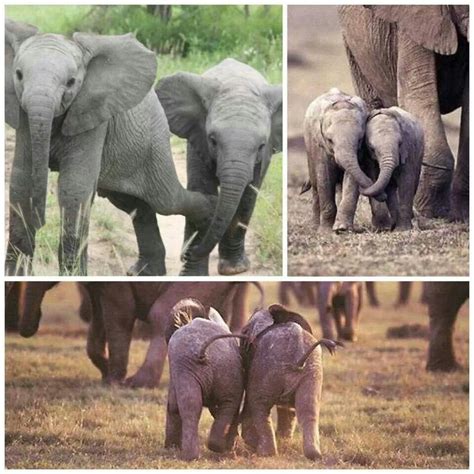 Friends Elephant Baby Elephant Elephant Love