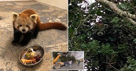 Red Panda Who Fled Wildlife Park For A Second Time In Three Months Was