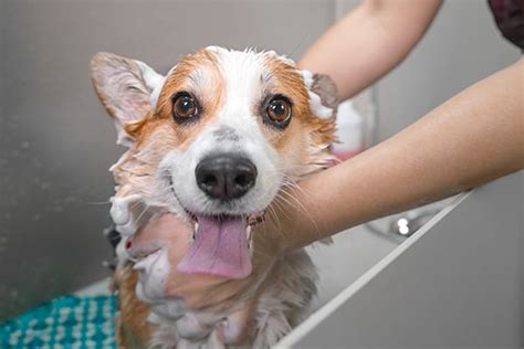 At Home Dog Grooming Tips In St Paul Mn St Paul Pet Hospital