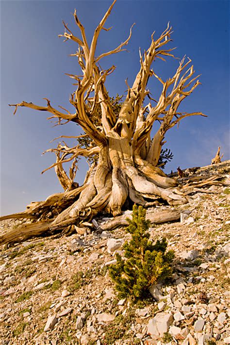 Bristlecone Pine Trees Seeing Creation