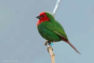 Red Headed Parrotfinch