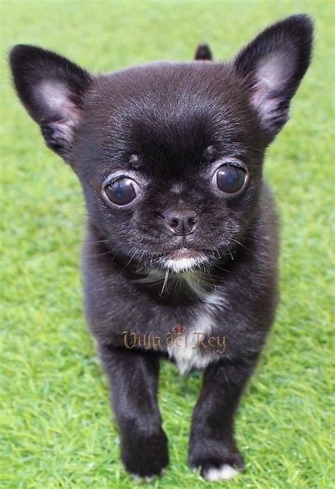 Black Chihuahua Chihuahua Puppies For Sale Cute Chihuahua Cute