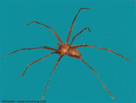 Brown Recluse Spider Facts
