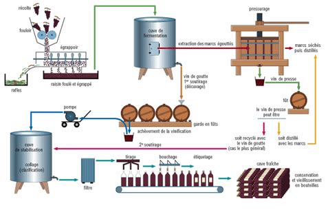Wine Making Process Elaboracion Del Vino Vinos Vino Tinto