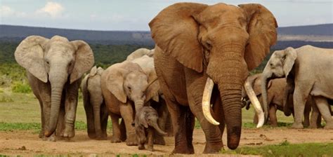 Malawi Ready To Relocate 500 Elephants African Travel Times