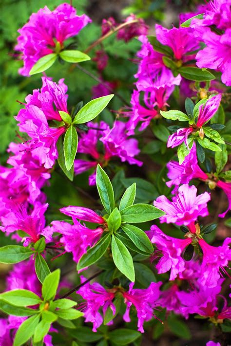 The Best Fragrant Flowers For Your Garden Fragrant Garden Fragrant
